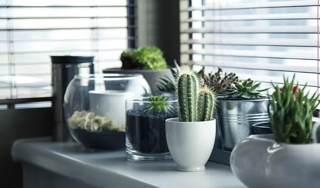 Guide d'achat : Meilleure serre à plantes d'intérieur