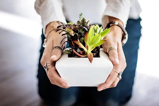 Guide d'achat du meilleur terreau pour plantes succulentes