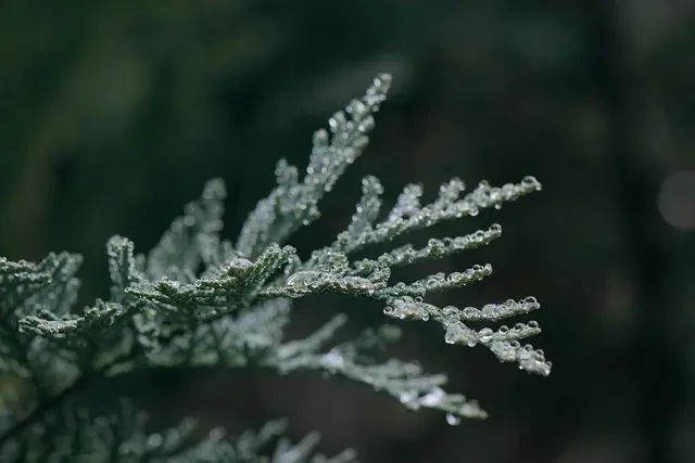 Guide d'achat des meilleurs systèmes d'arrosage goutte à goutte
